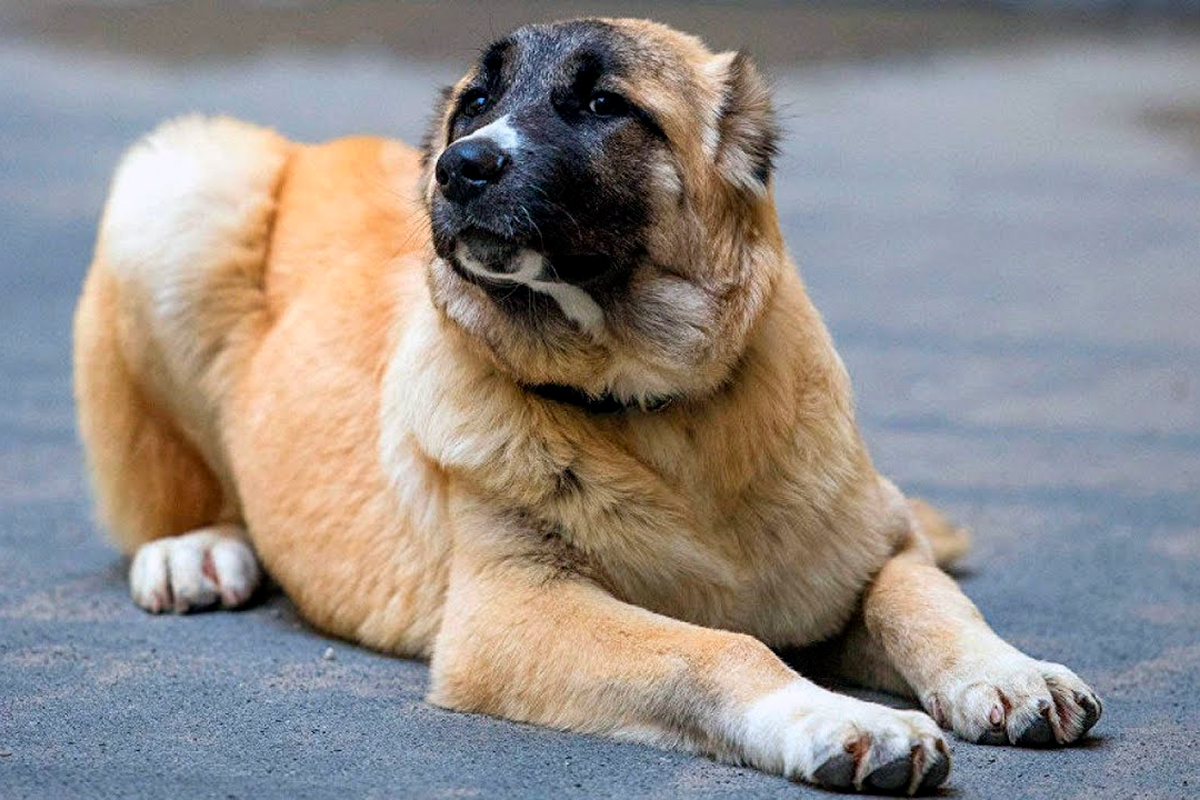 Гампр | собакопедия вики | fandom