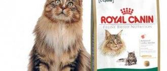 Роял канин для мейн-кунов котят и взрослых кошек