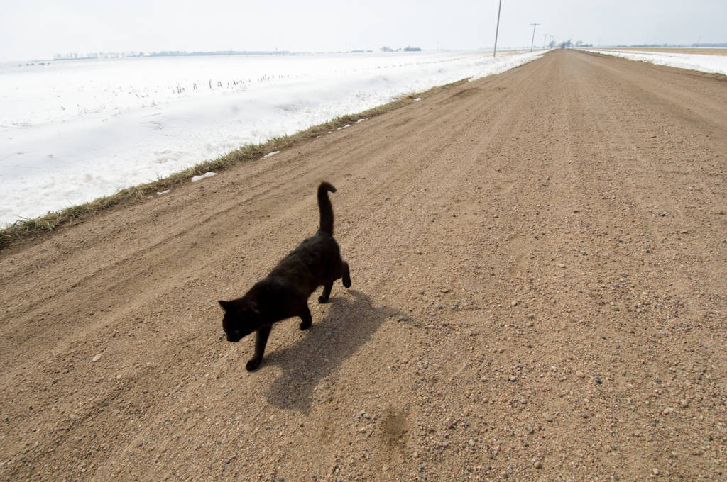Как коты находят дорогу домой?
