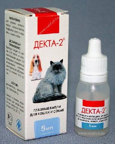 «левомицетин» для кошек: показания, способы применения и дозировки