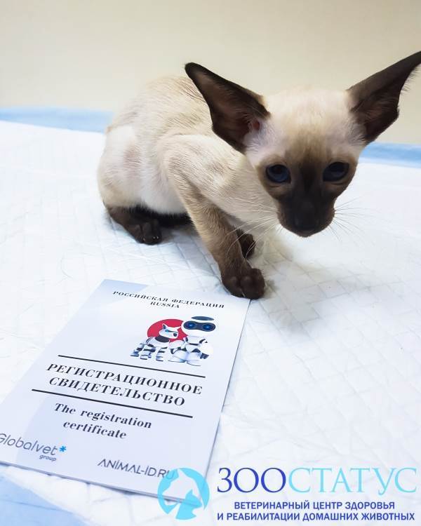 Организация защиты кошек проводит акцию в великобритании "месяц микрочипирования"