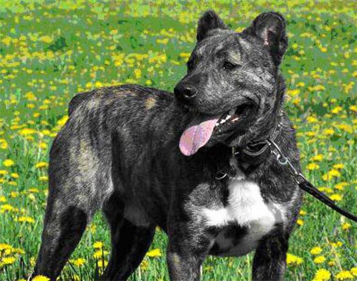 Старонемецкая пастушья собака — все про породу собаки, фото и правила содержания | kirovnet.ru