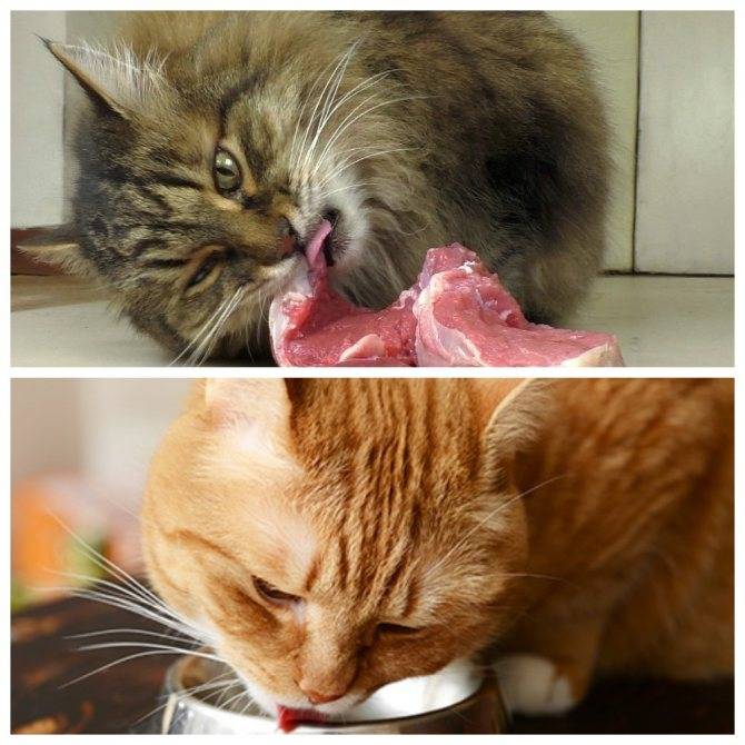 Можно ли кормить кошку свининой: мнения врачей, заводчиков и экспертов