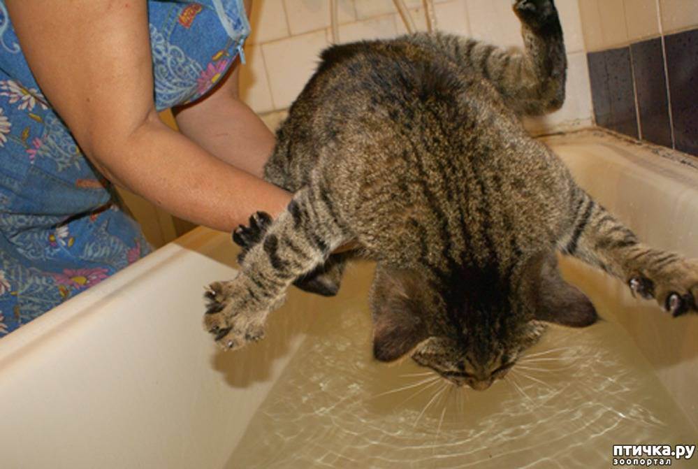 Мытье выставочных кошек