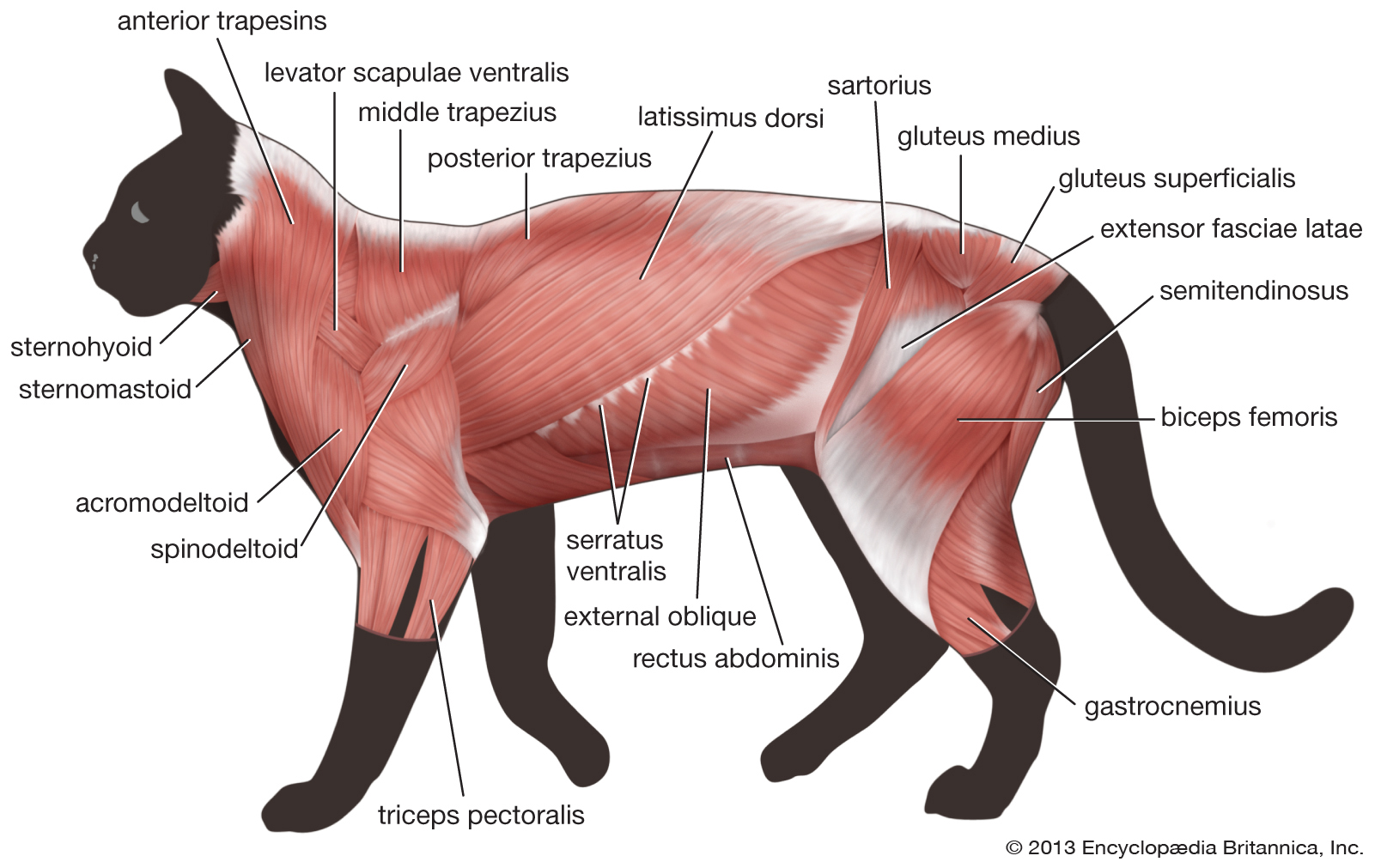 Cetosis veterinaria perro y gato