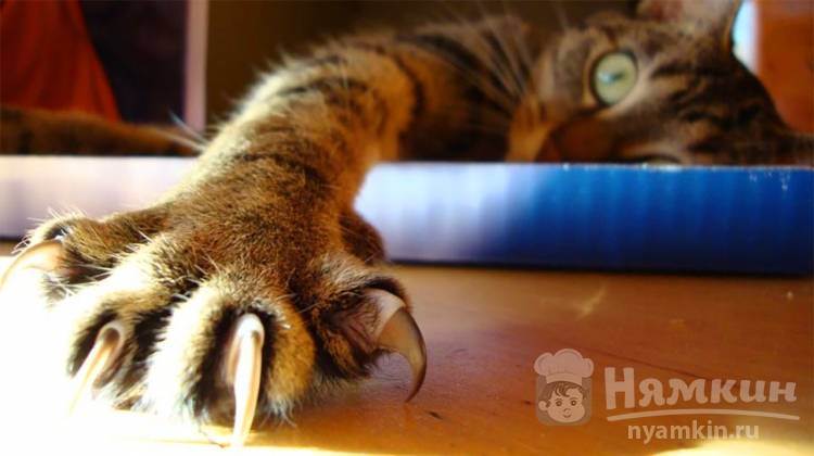 Можно ли котам подстригать ногти. как подстригать когти кошке правильно в домашних условиях? инструменты для стрижки когтей кошке