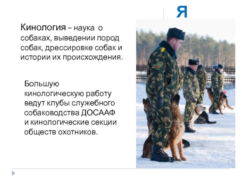 10 группа fci породы. как классифицируются породы собак? классификация по версии мкф - медицина для тебя