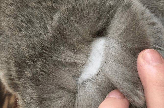Почему у кошки облезает шерсть на хвосте и спине у его основания, образуются проплешины, что делать?