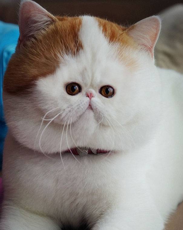 Кот с приплюснутой мордой и большими глазами: как называется порода кошек с плоским носом?
