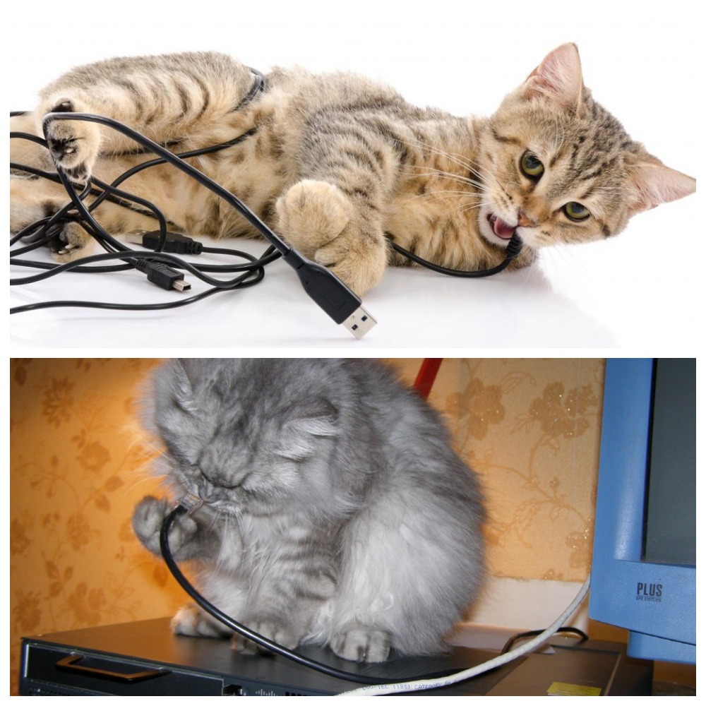 ᐉ почему кошка грызет провода, как отучить - zoovet24.ru