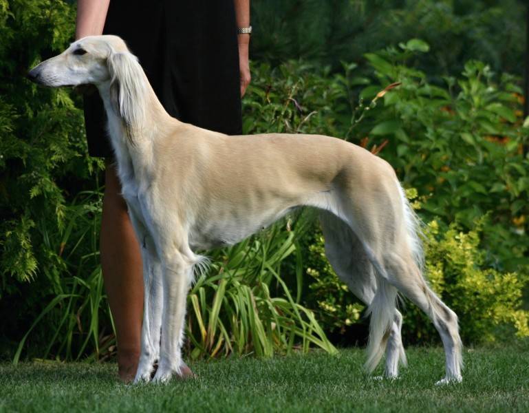 Салюки: характер собаки, дрессура персидской борзой