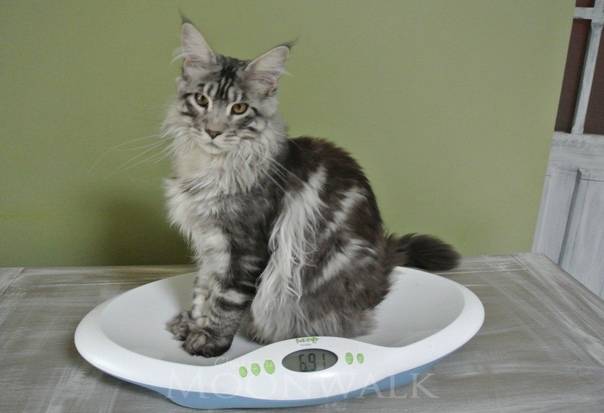 Вес котенка мейн-куна в таблице по месяцам, вес и размер взрослых котов и кошек. - petstime.ru