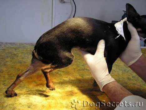Симптомы пателлы у собак и эффективные способы лечения