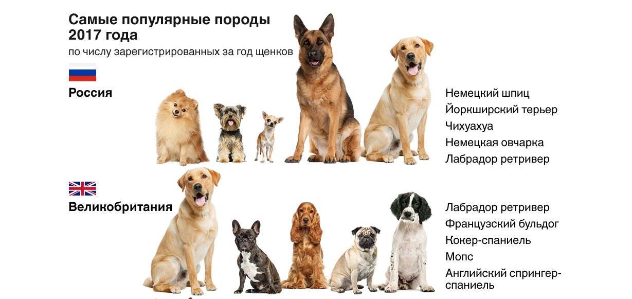 Разведение породистых собак как бизнес в 2022 году – biznesideas.ru