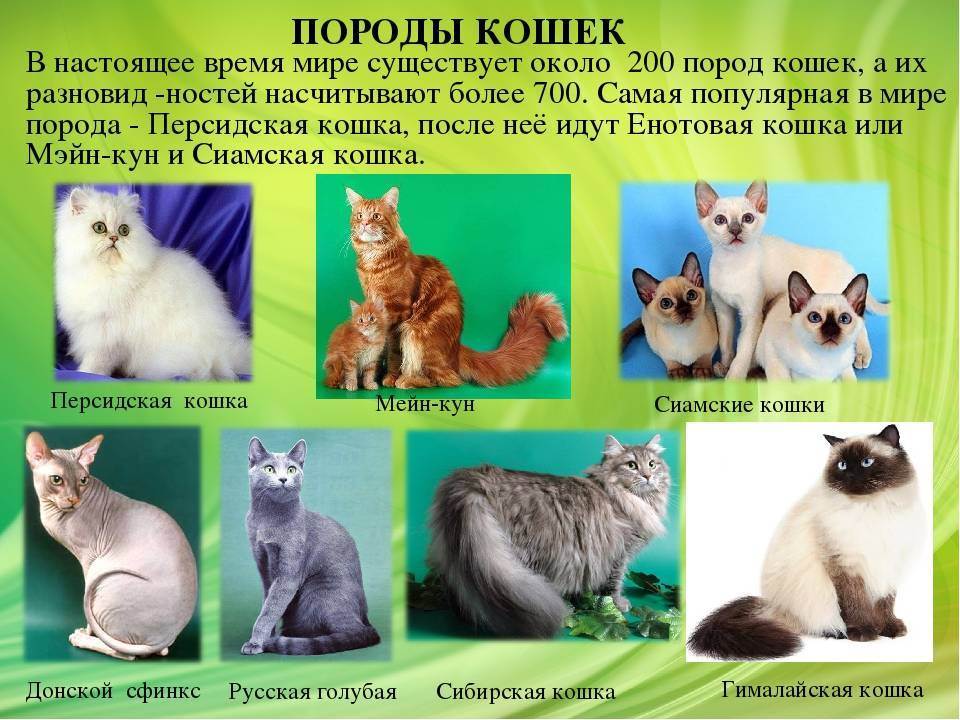 Как узнать породу кошки по фото, окрасу и длине шерсти?