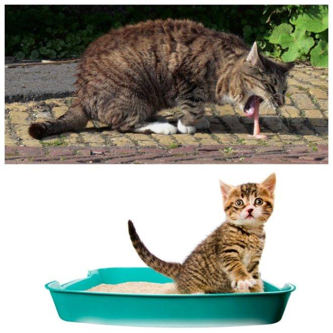 Понос у кота, кошки - что делать, лечение в домашних условиях, лекарства