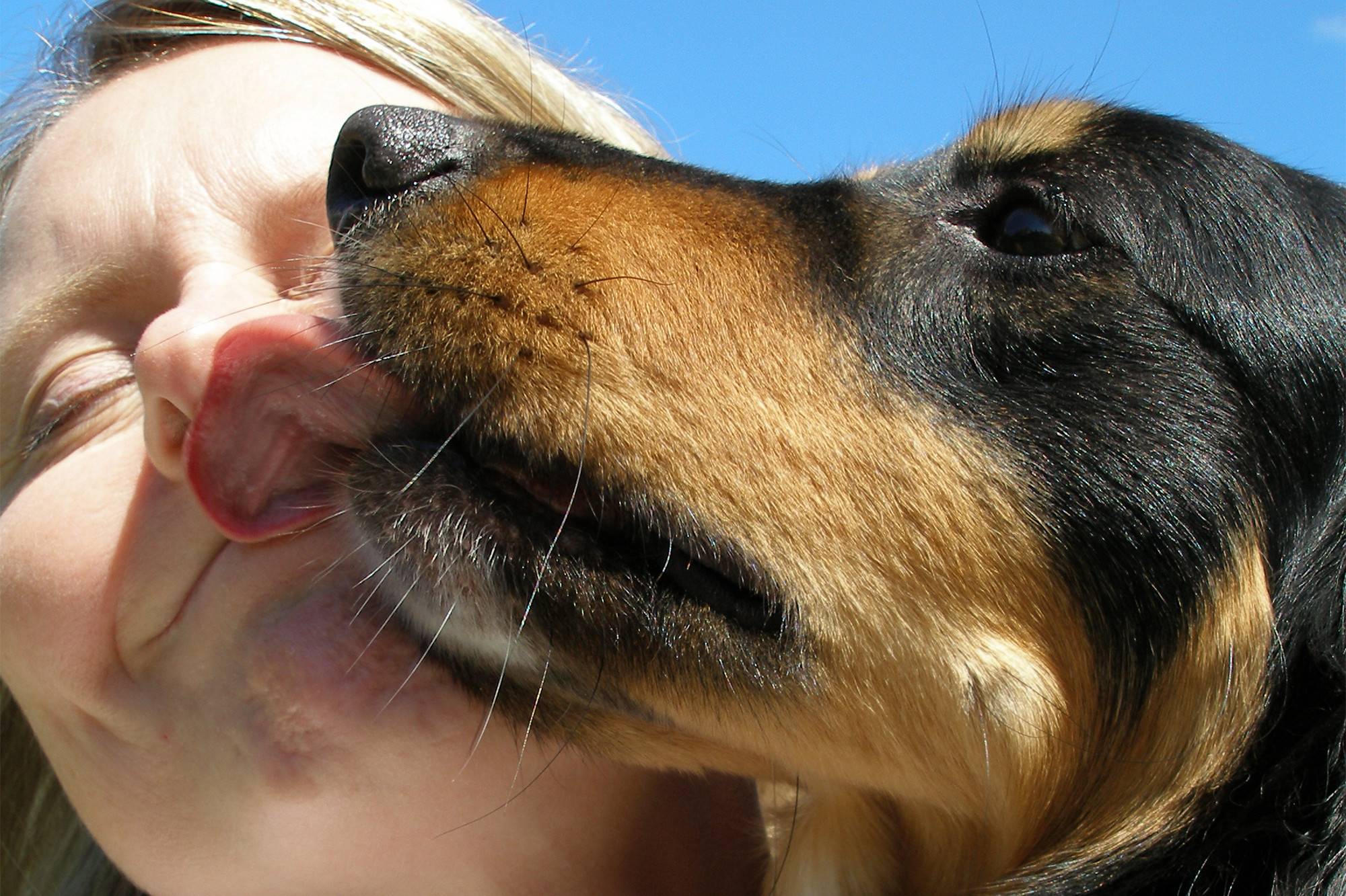 Почему собака вылизывает передние лапы: опасные и безобидные причины, что делать