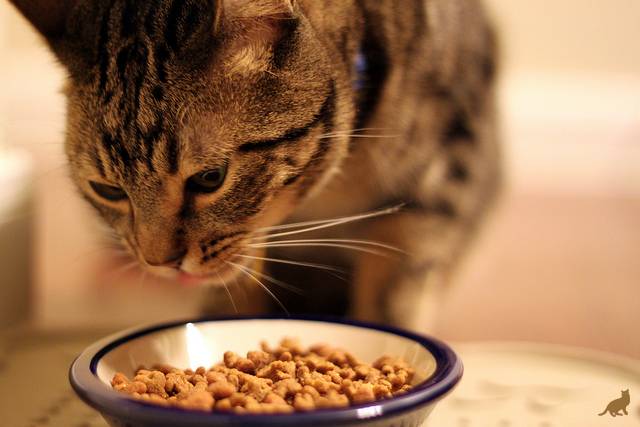 Как правильно кормить кошку сухим кормом?