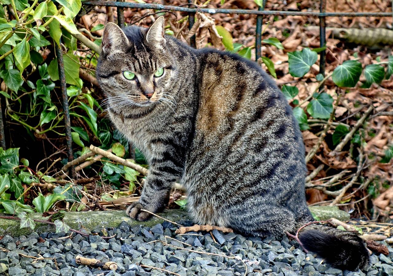 Британский полосатый кот (25 фото): описание кошек и котят серого и других окрасов британской породы. как назвать мальчика и девочку с полосками на шерсти?