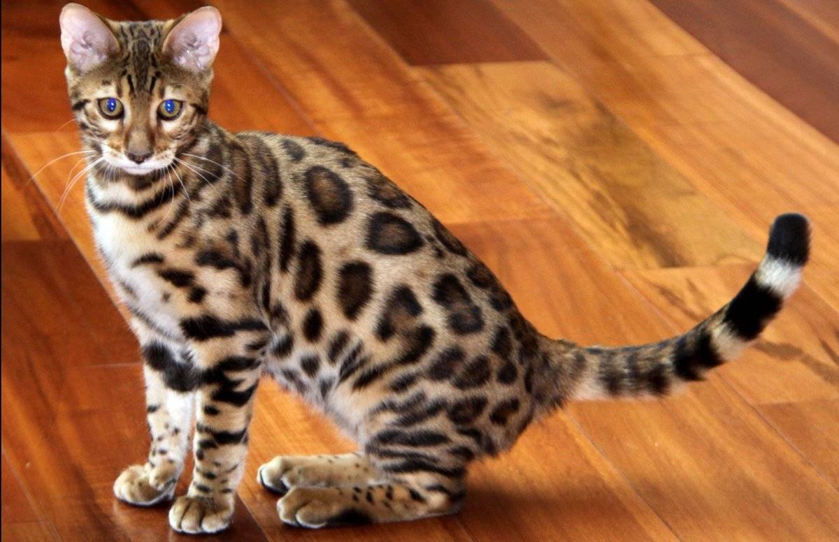 Породистые кошки пятнистого окраса, похожие на леопарда