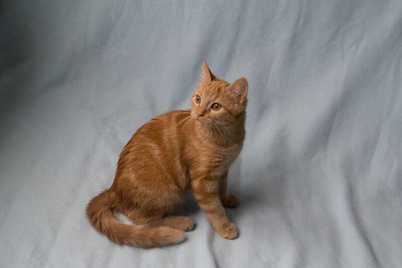 Породы пушистых и гладкошерстных рыжих котов с фотографиями и названиями, характер и особенности кошек такого окраса