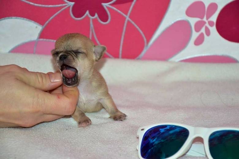 Самая маленькая собака в мире | порода, фото