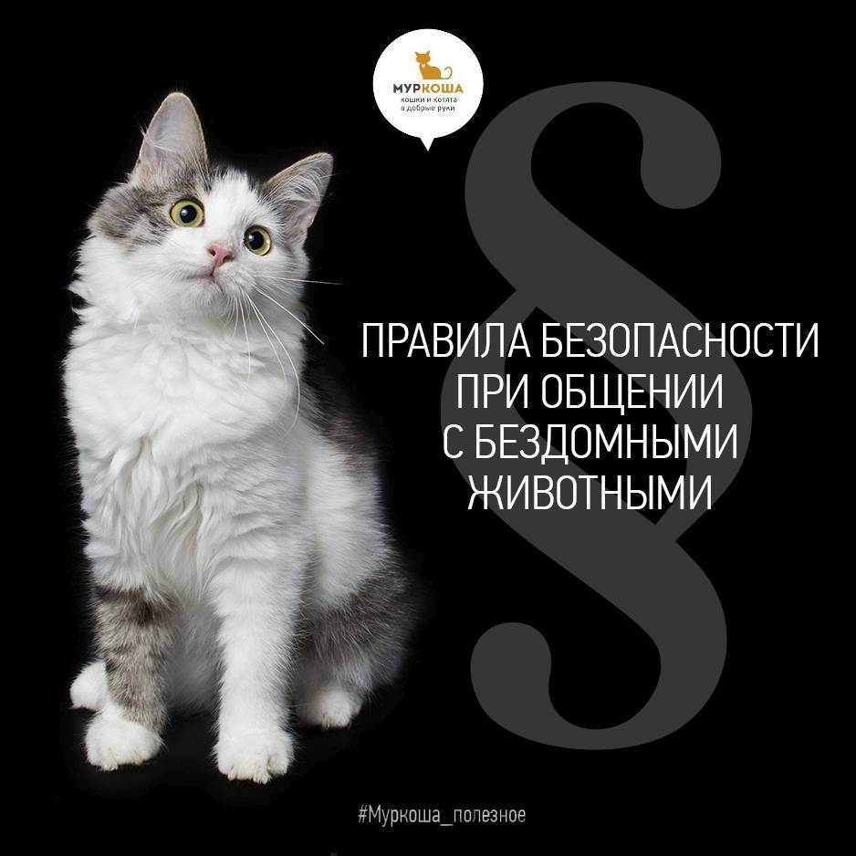 Как понять кошку: немного о кошачьем языке 