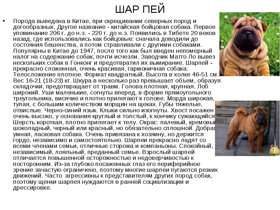 Шарпей - 87 фото самого милого сторожевого пса родом из китая