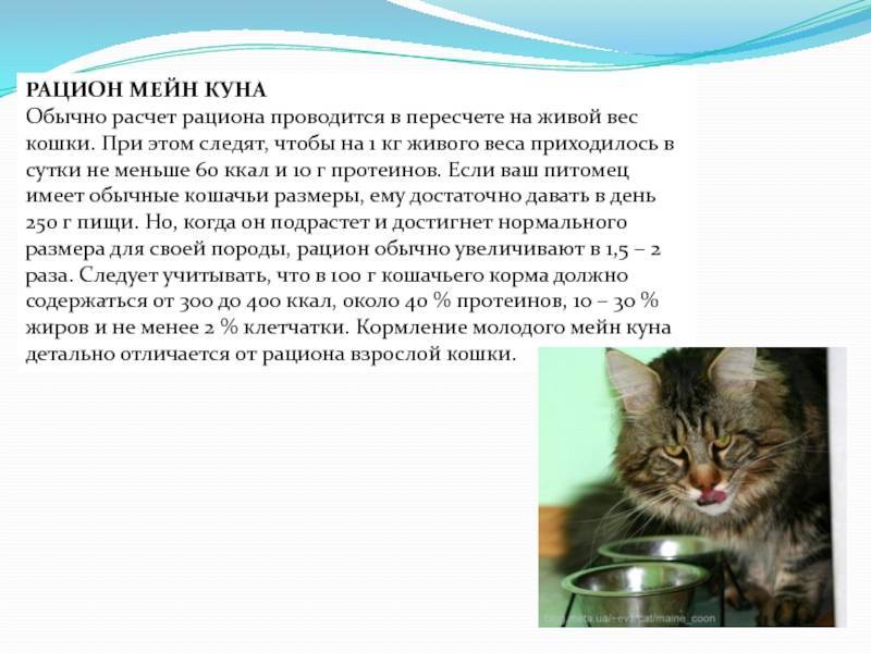 Кормление котят мейн-кун по месяцам (рекомендации заводчиков)
