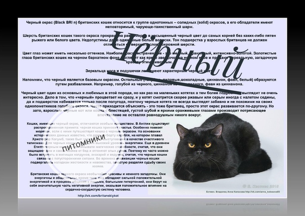 Как открыть питомник кошек?