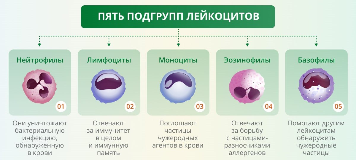 Лейкоциты норма у мужчин по возрасту в таблице. нормальный уровень лейкоцитов в крови у мужчин после 40, 50, 60 лет