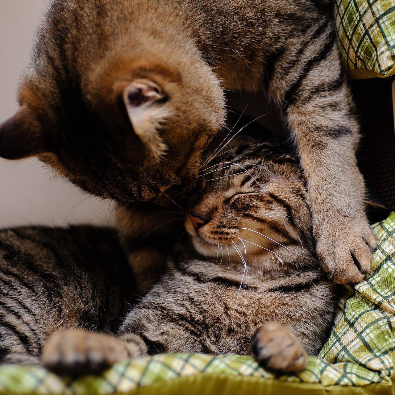 Как подружить в одной квартире двух кошек, котов или котят