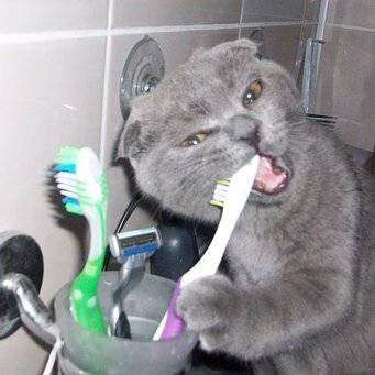 Чем в домашних условиях почистить зубы коту
