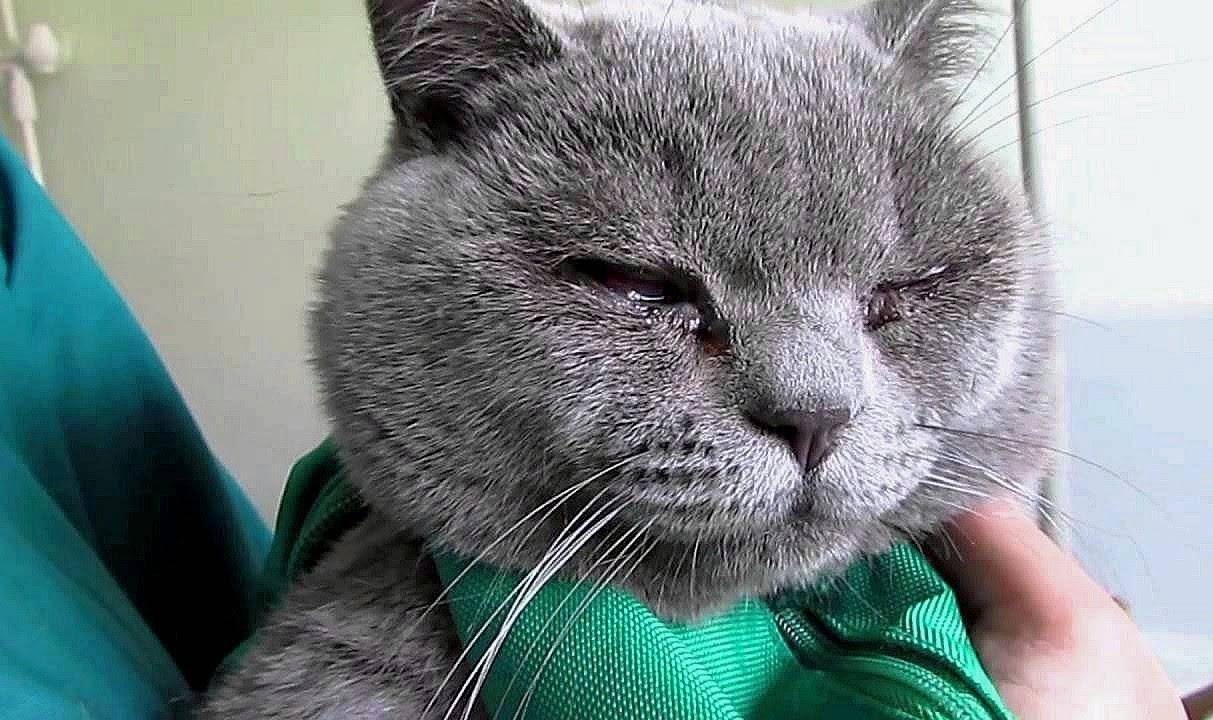 Насморк у кошки: симптомы и причины ринита, как и чем лечить кота