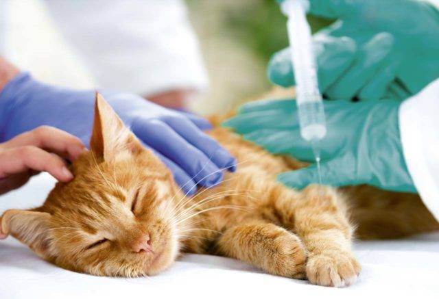 Перед вакцинацией кошки необходимо провести