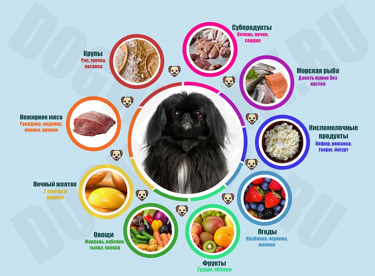 Каши для собак: какие можно давать и как вкусно приготовить?