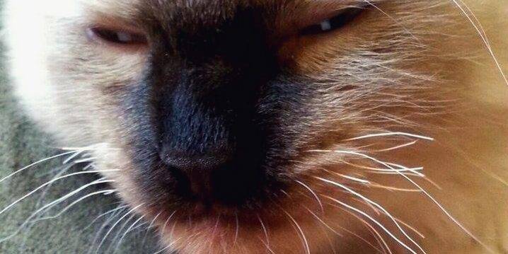 У котенка ломаются усы: почему и что делать? | zdavnews.ru