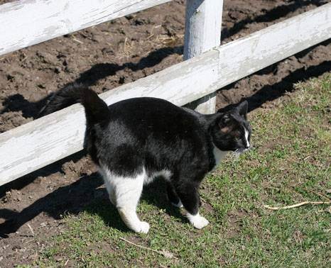 Кошка метит территорию во время течки, что делать, как отучить кошку метить углы | кошки - кто они?