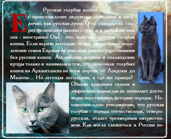 10 самых известных аборигенных пород кошек россии. описание и фото — ботаничка