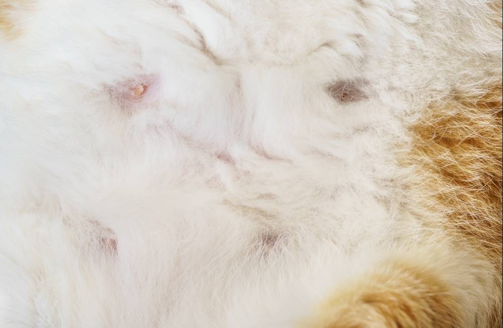 Опухоль молочной железы у кошки: симптомы, диагноз и лечение
