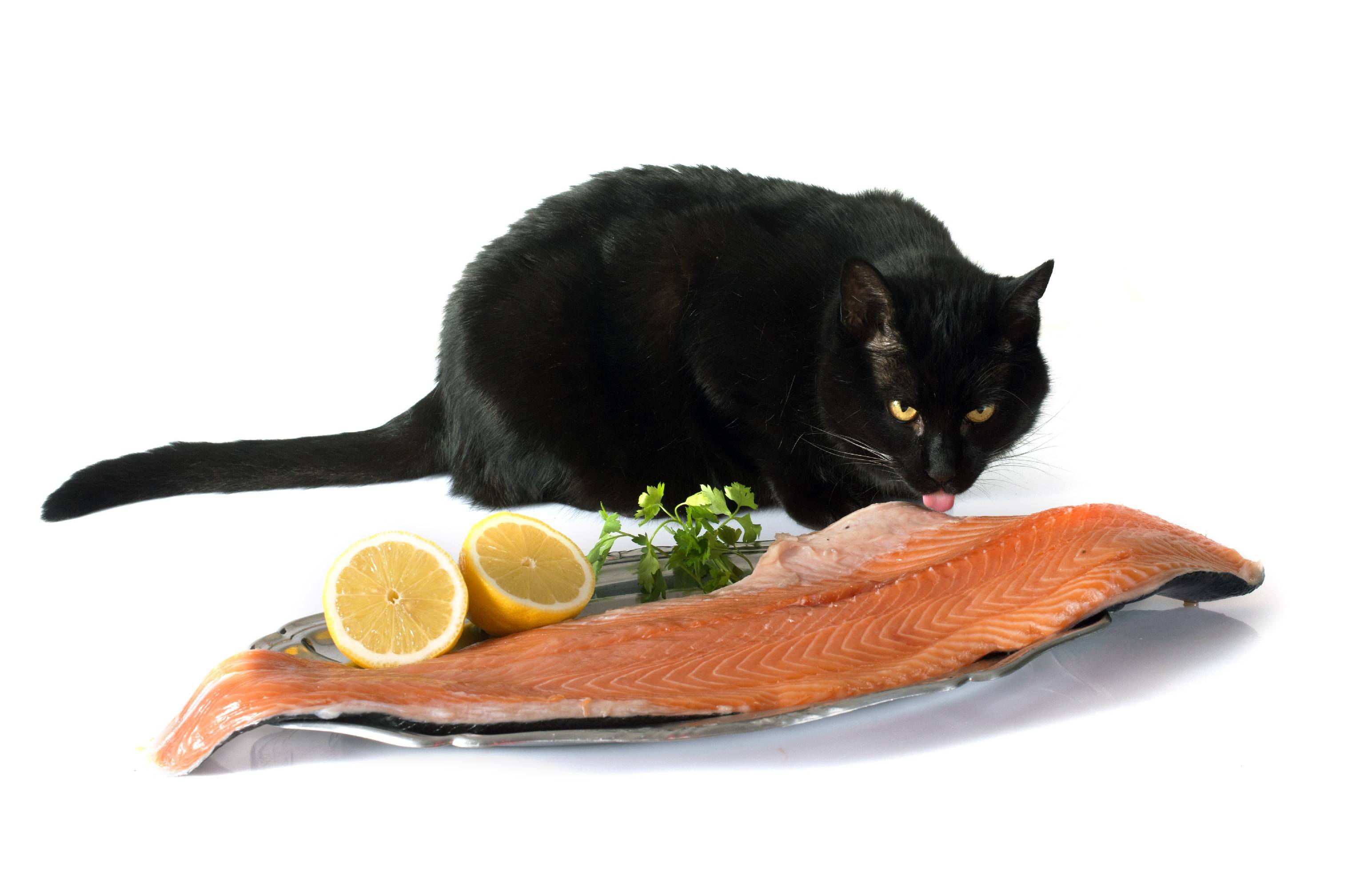 Можно кормить кота рыбой. Кот с рыбой. Рыба в кошачьей миске. Черный кот ест. Черный кот с рыбой.