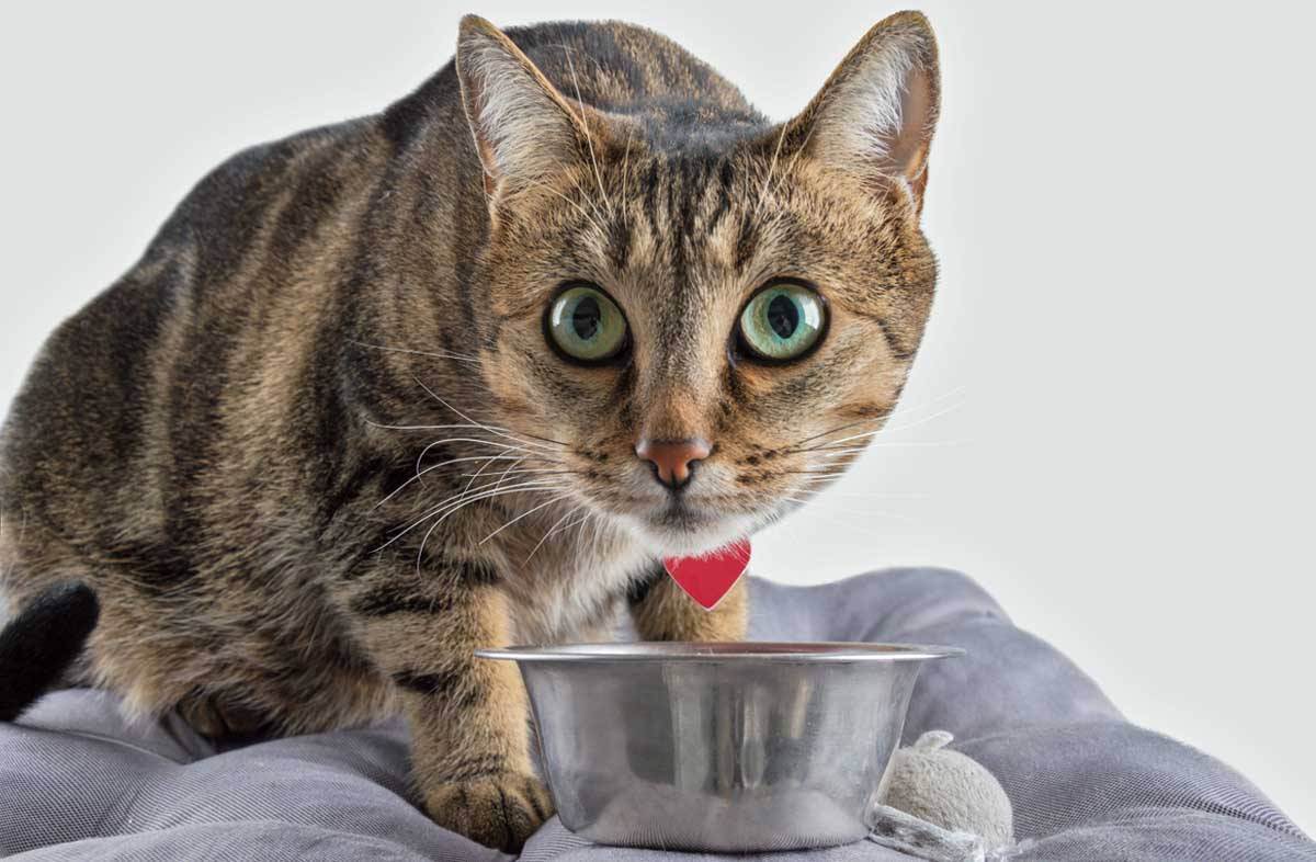 Кормление кошек натуральной едой: чем кормить питомца в домашних условиях, что можно и чего нельзя давать?