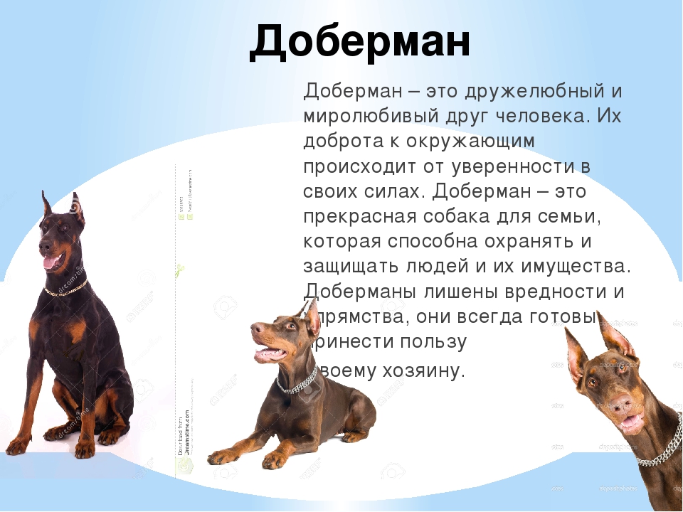 Доберман пинчер — описание породы, содержание собаки, воспитание