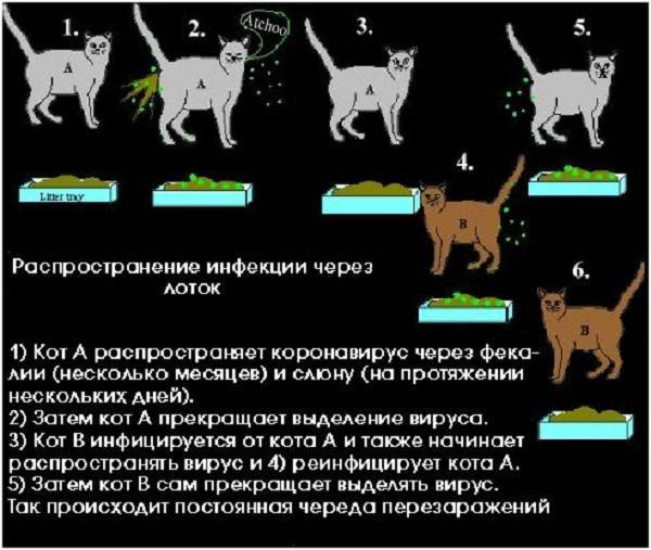 Симптоматика коронавирусного гастроэнтерита у кошки и способы лечения