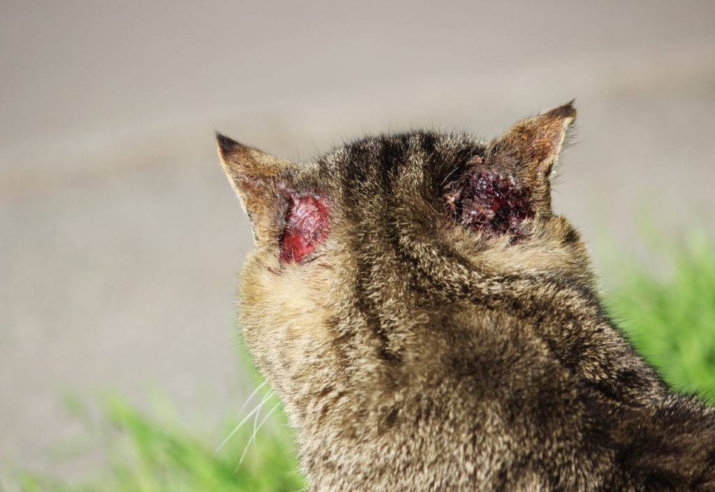 Подкожный клещ у кошек – так ли опасен паразит? - kupipet.ru