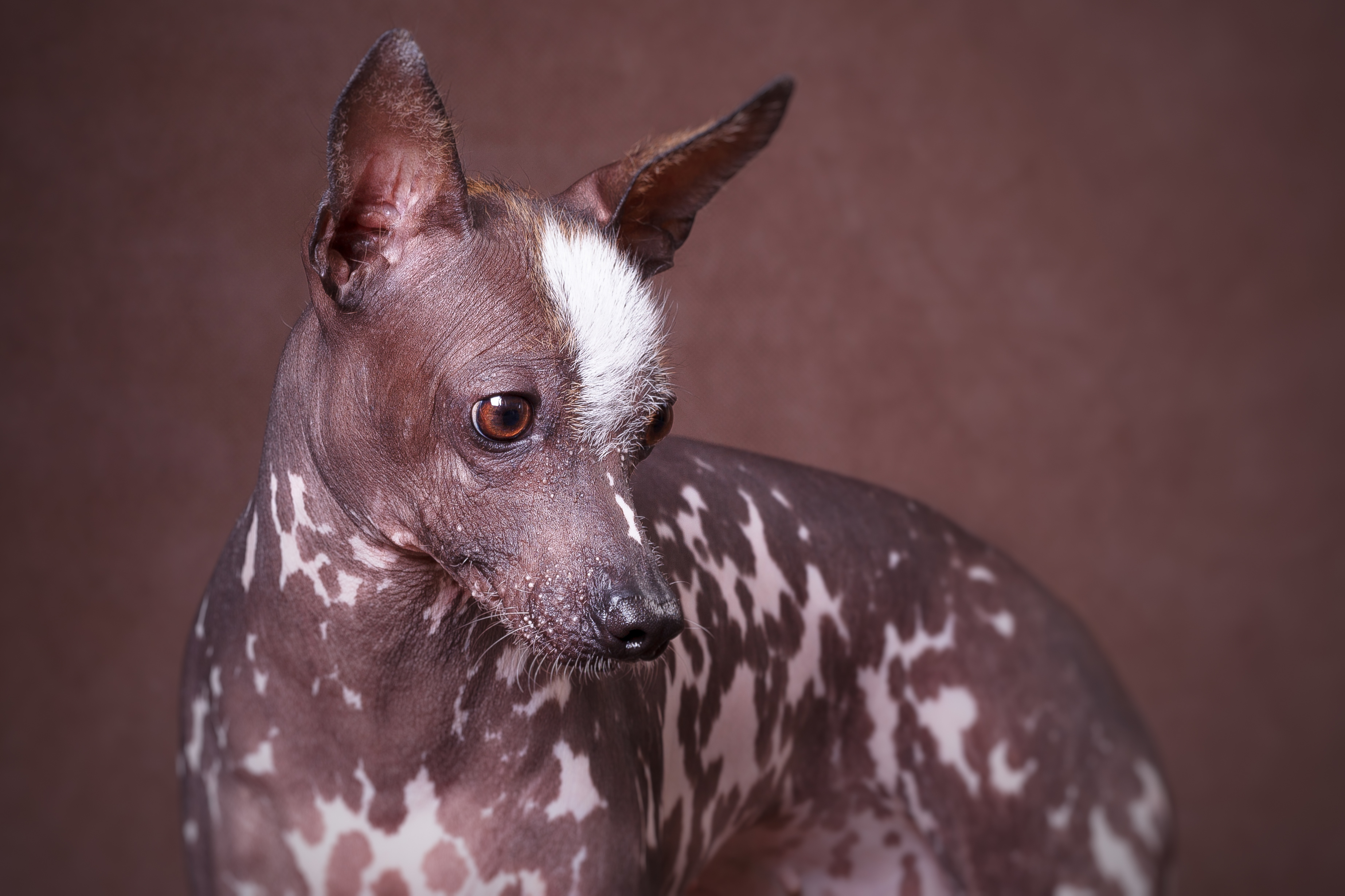Самые страшные собаки в мире. самая уродливая собака в мире обрела культовый статус (фото) китайская хохлатая по кличке сэм
