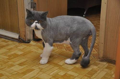 Почему считается, что нельзя стричь кошек, как часто можно делать стрижку или брить питомцев и как быстро они обрастают?