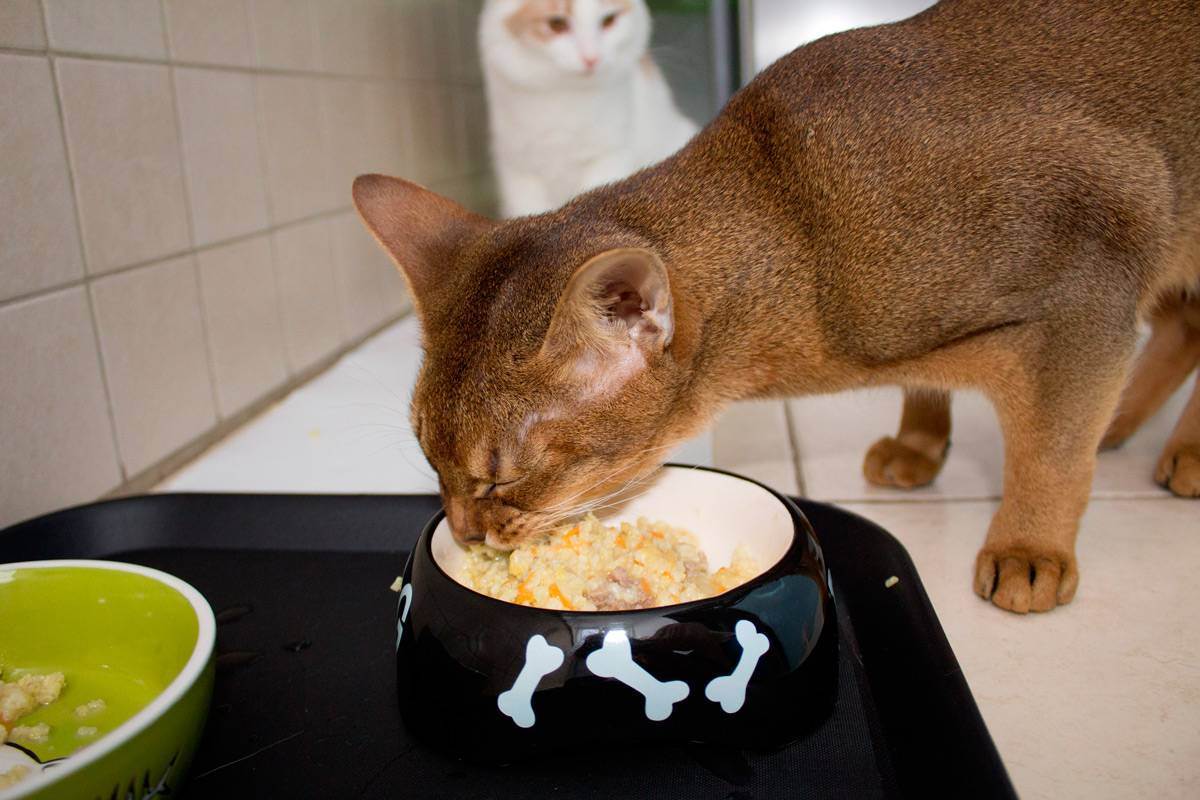 Как правильно перевести кошку с натурального корма на сухой, можно ли смешивать