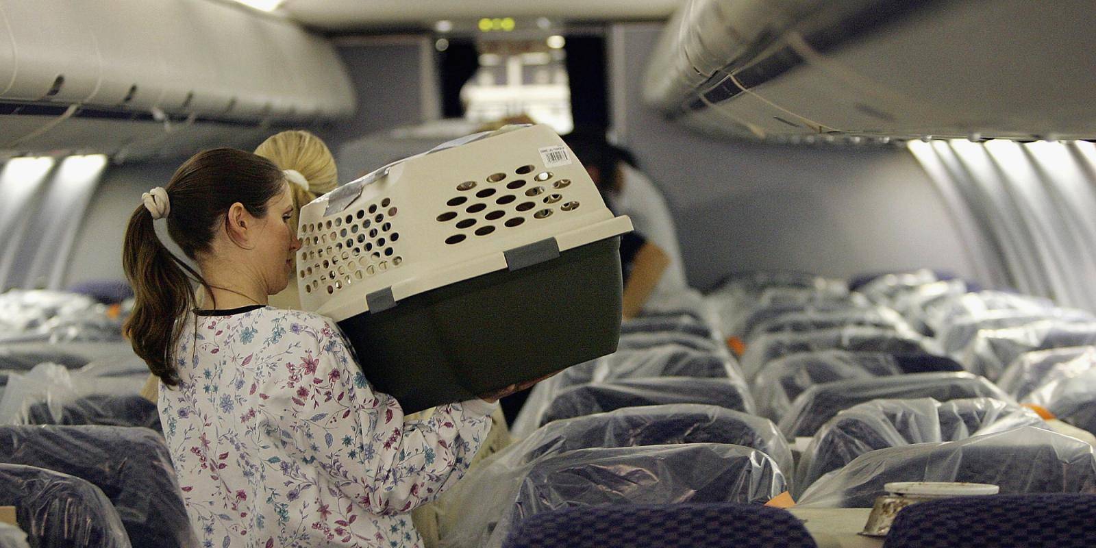 Как перевозить в самолете кошку: правила перевозки