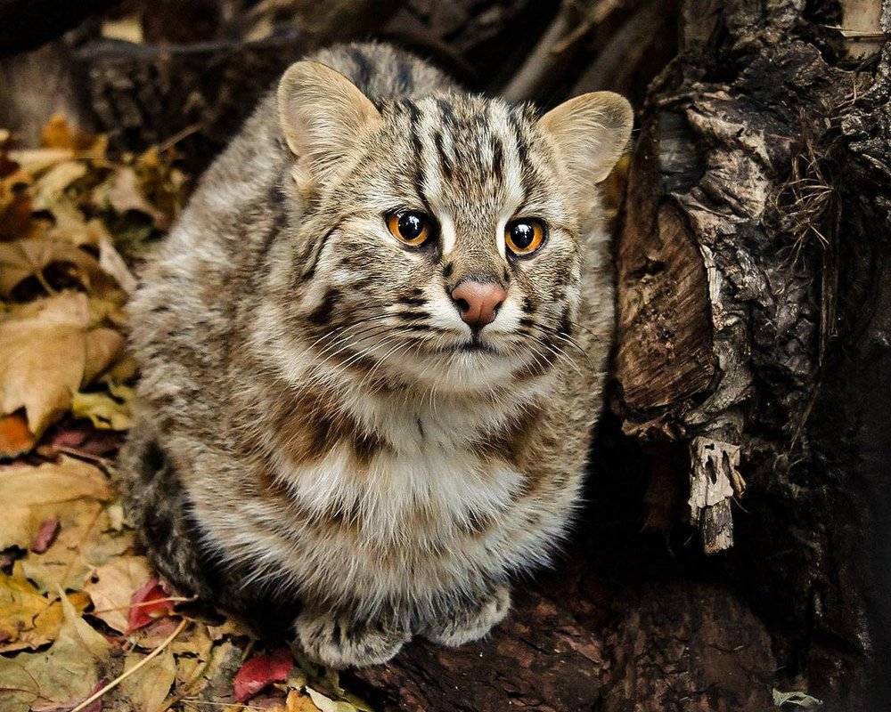 Уссурийский кот